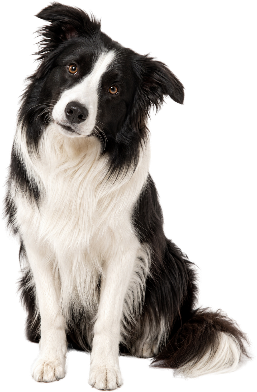 Roxy the border collie