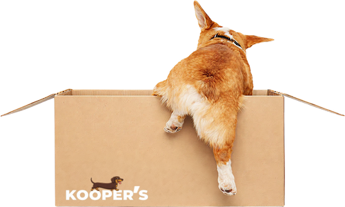 Dog in Kooper's box cropped